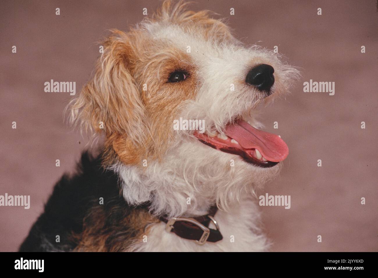 Filo Fox Terrier cucciolo primo piano del viso Foto Stock