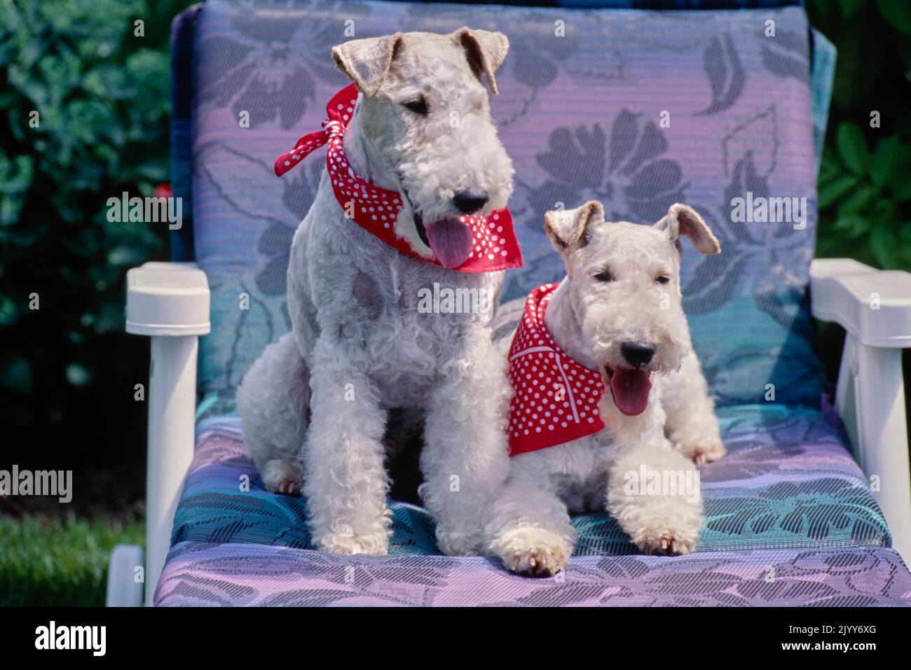 Due terriers di Fox del filo che portano i fazzoletti sul collo che siedono sulla sedia esterna con il cuscino viola chiaro Foto Stock