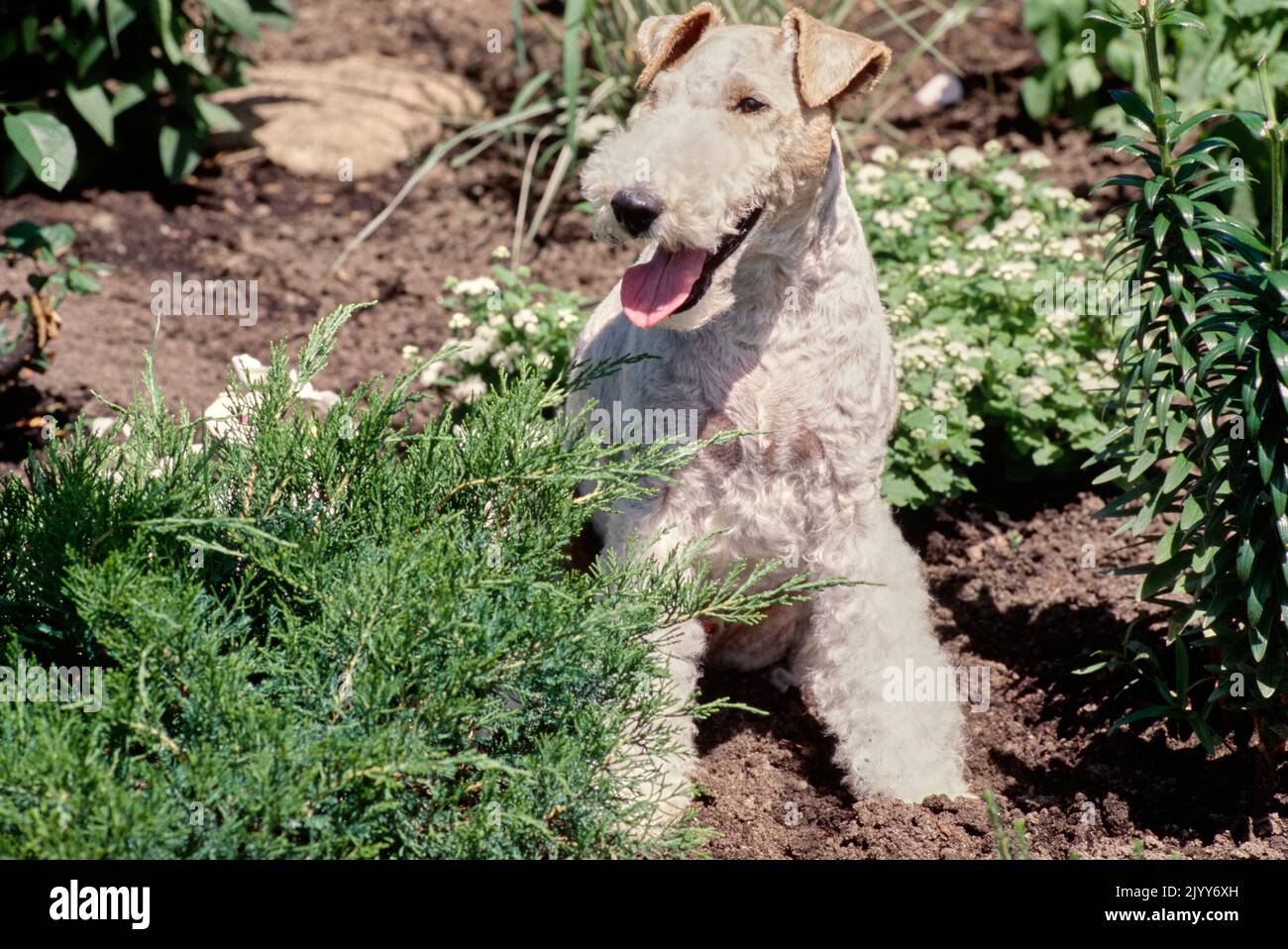 Wire Fox Terrier seduto nel letto del giardino Foto Stock