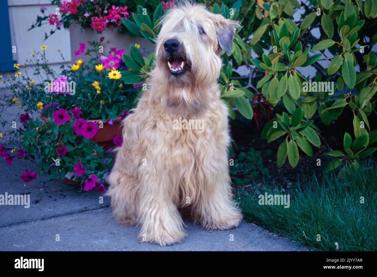 Morbido rivestimento Wheaten Terrier seduto sul portico anteriore vicino a fiori viola Foto Stock