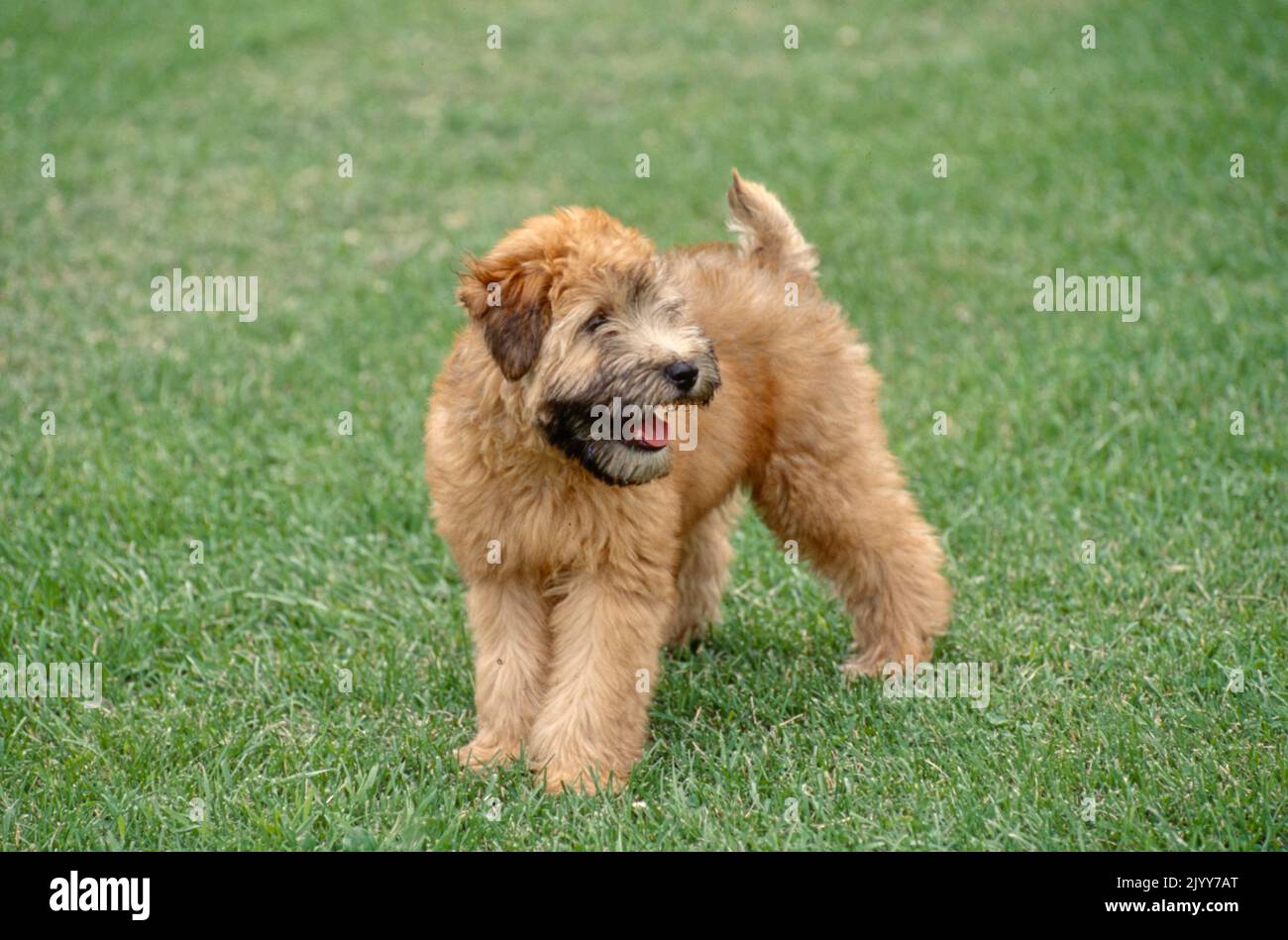 Cucciolo di Wheaten Terrier rivestito in erba fresca Foto Stock