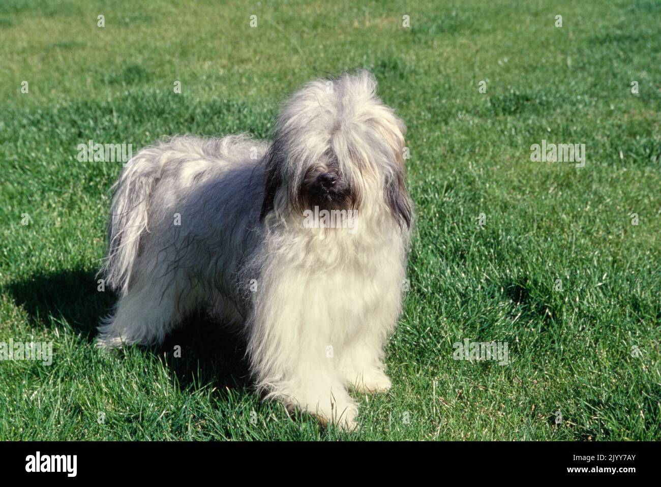 Terrier tibetano all'aperto in erba nelle giornate di sole Foto Stock