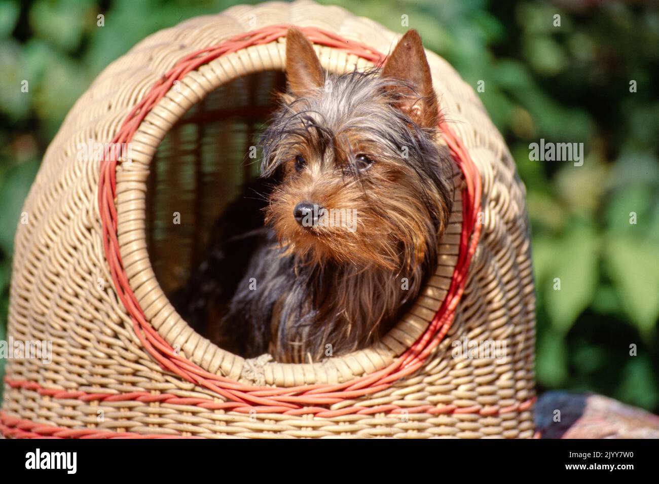 Cucciolo di terrier setoso seduto nel letto del cane tessuto coperto all'esterno sotto il sole Foto Stock