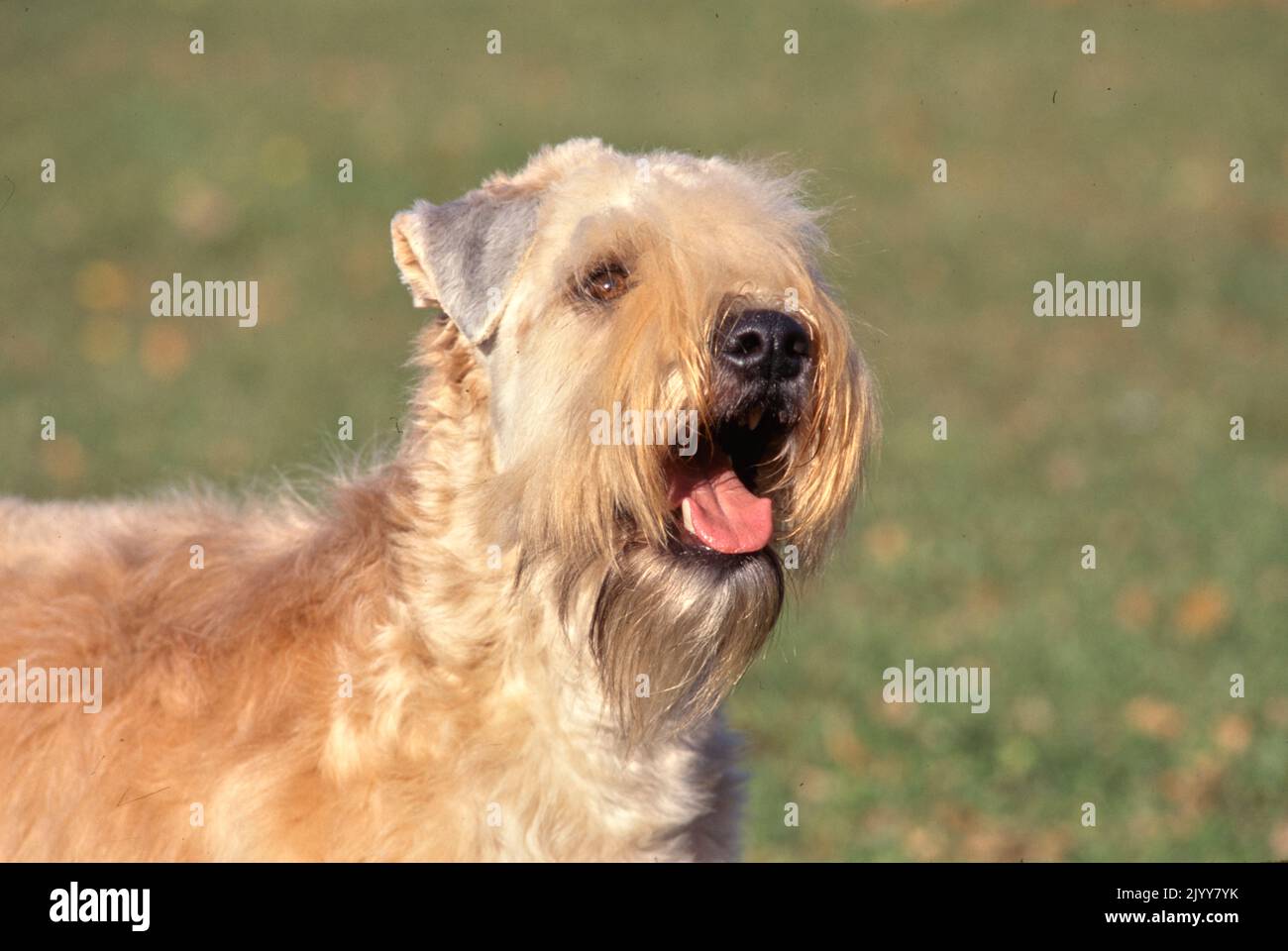 Rivestimento morbido Wheaten Terrier all'esterno in erba con fondo morbido a fuoco Foto Stock