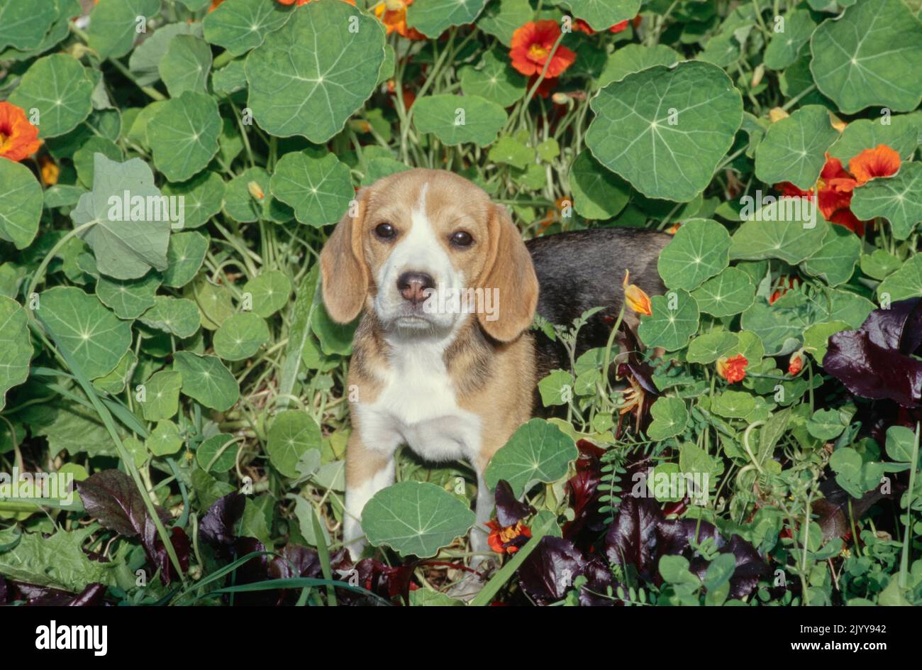 Beagle seduto in giardino di fronte ai fiori d'arancio Foto Stock