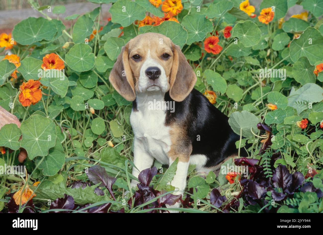 Beagle seduto in giardino di fronte ai fiori d'arancio Foto Stock