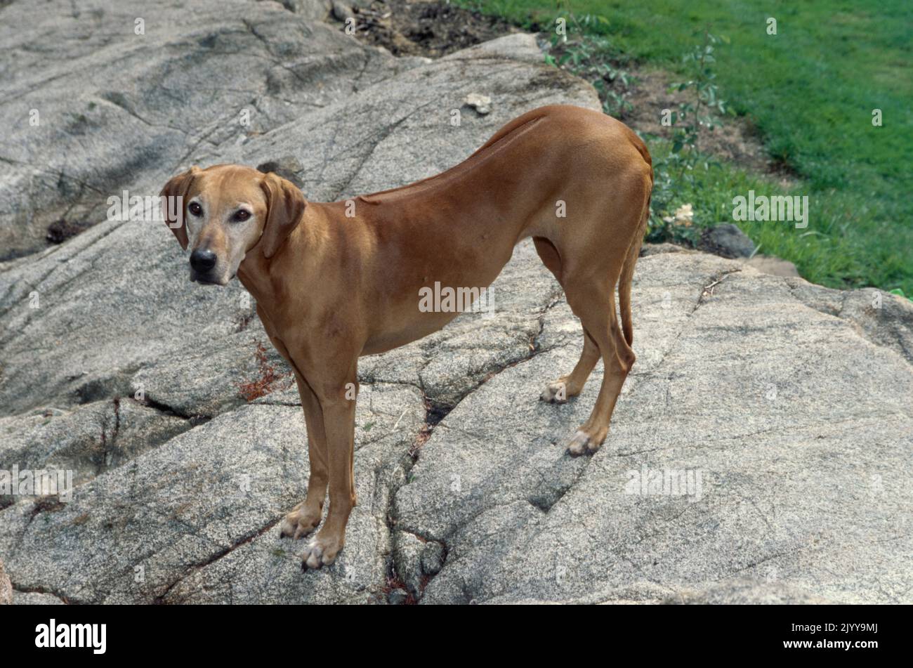 Rhodesian Ridgeback in piedi su superficie rocciosa all'esterno Foto Stock