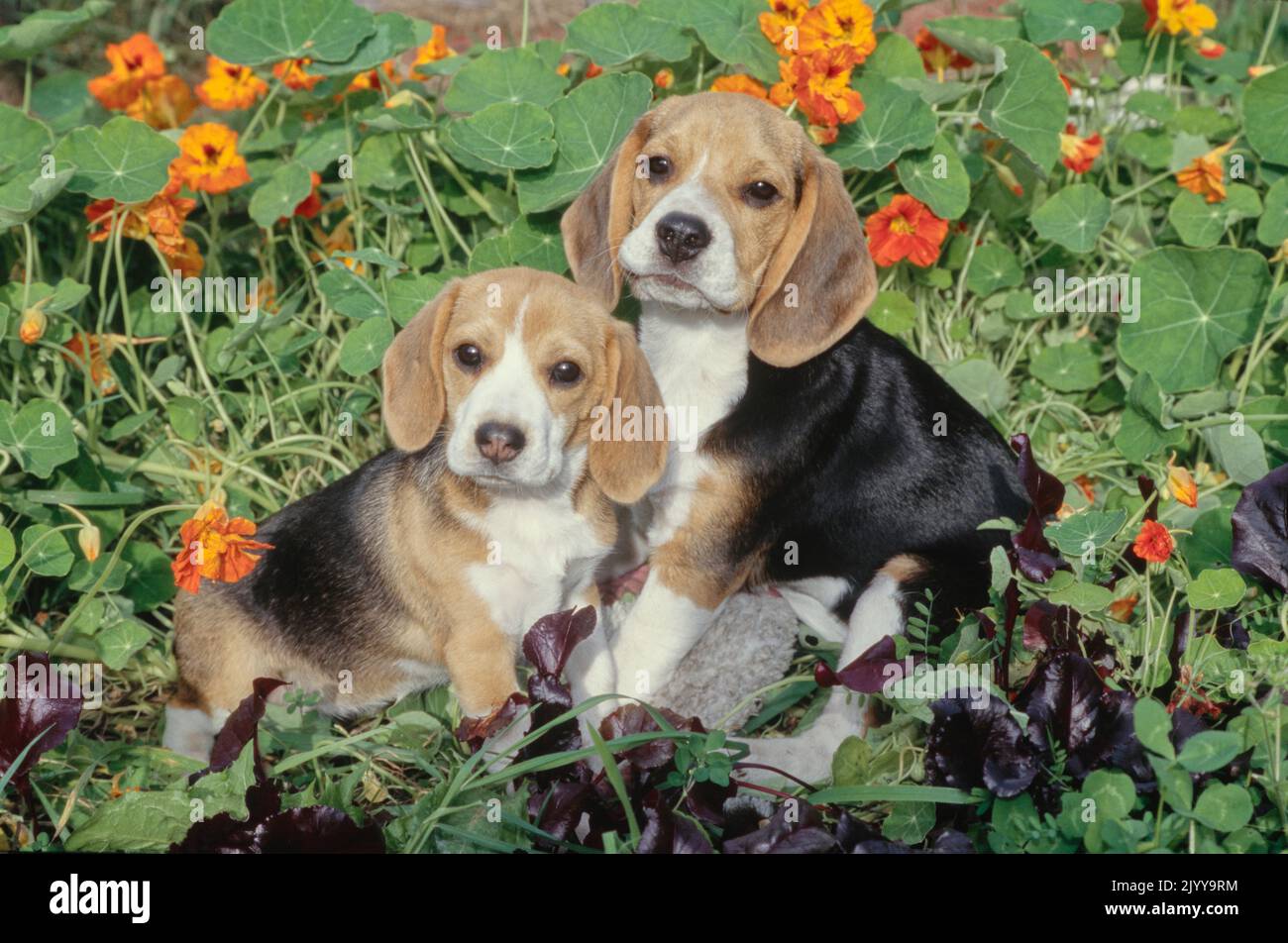 Due cuccioli di aquila seduti in giardino con fiori d'arancio Foto Stock