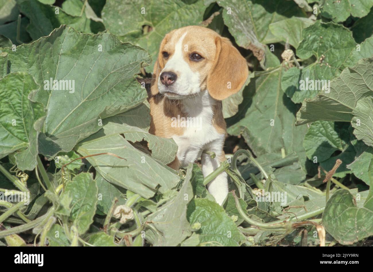 Beagle seduto in giardino con piante verdi Foto Stock