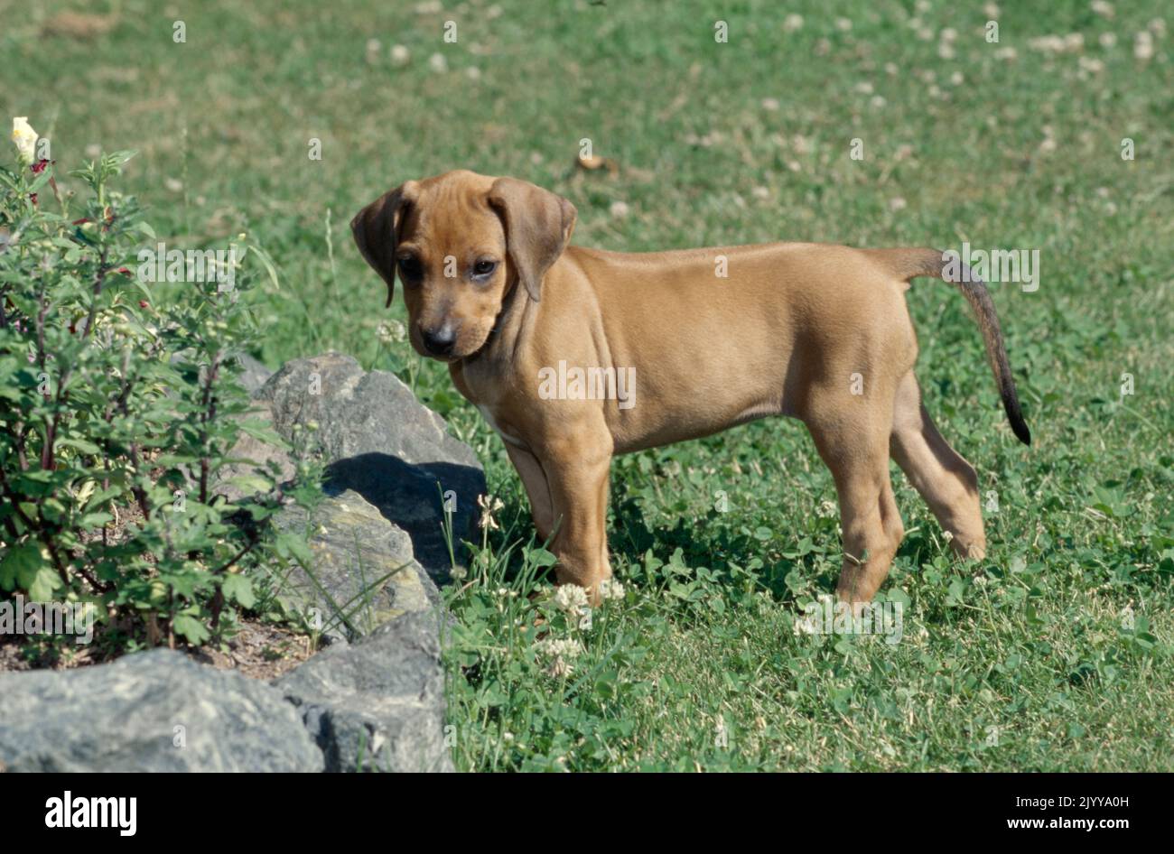 Rhodesian Ridgeback cucciolo in piedi all'esterno in erba vicino al letto di fiori Foto Stock
