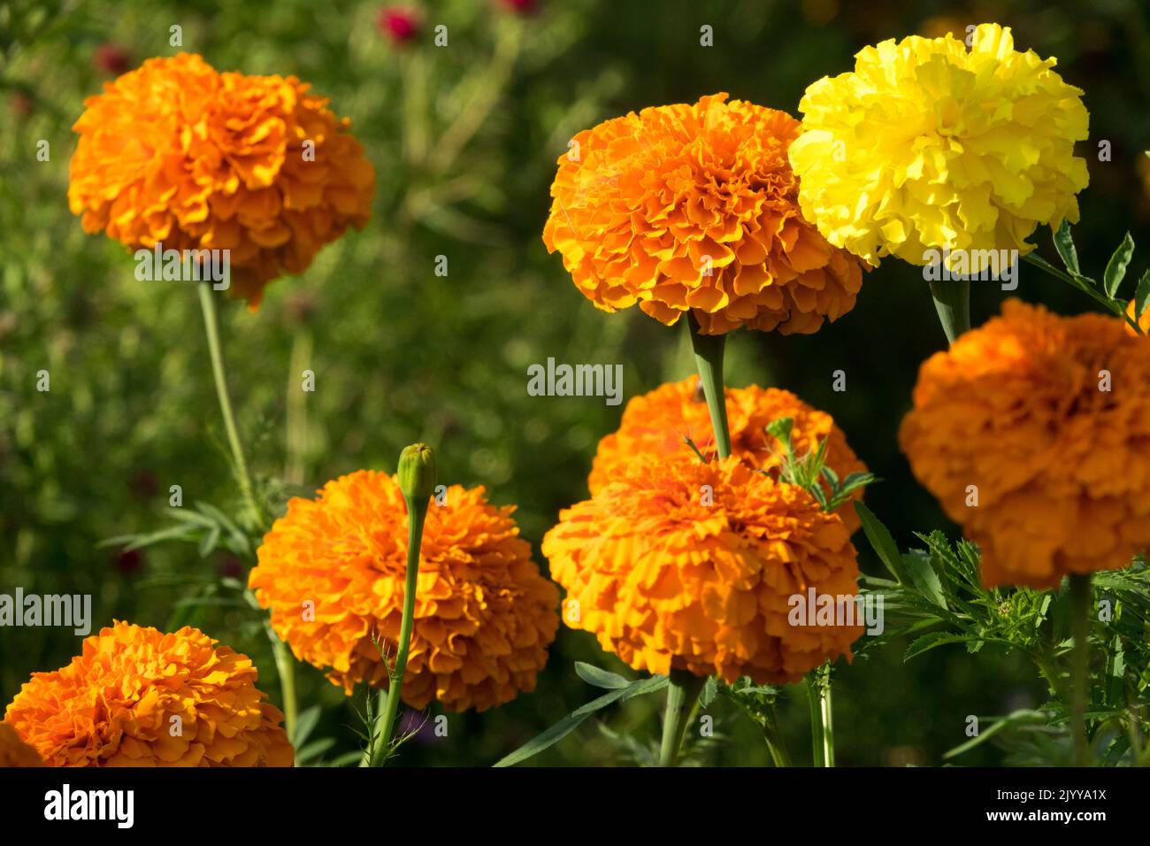 Tagetes fiore arancione, marigold africano, fiore tagetes, marigold, letto di fiori, Tagetes erecta, Fiori Foto Stock