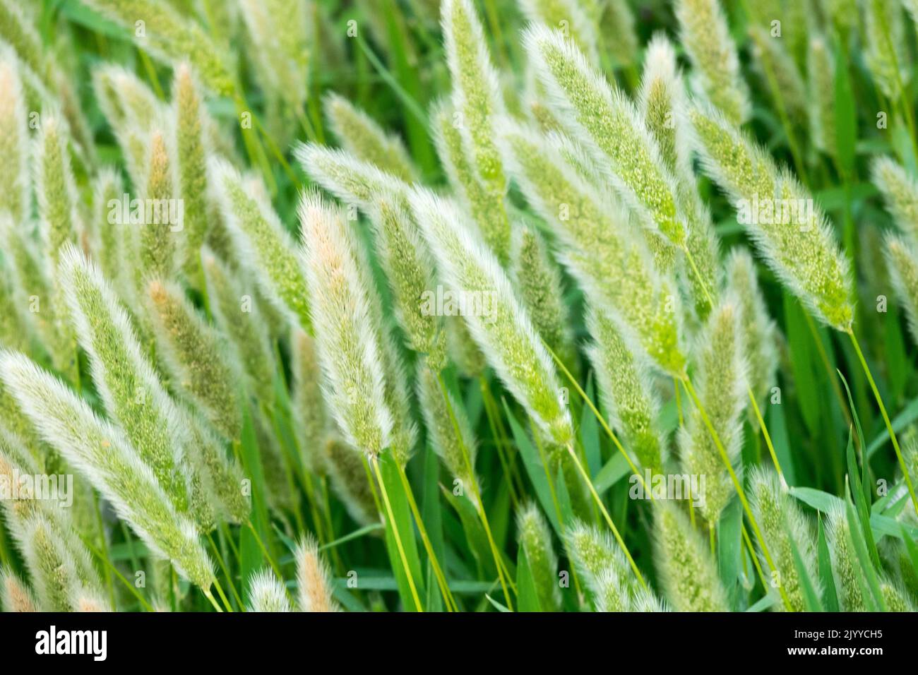 Beargrass, Polypogon monspeliensis, Rabbitfootgrass, Fiori, Polypogon, Letto di fiori, erba di coniglio Foto Stock