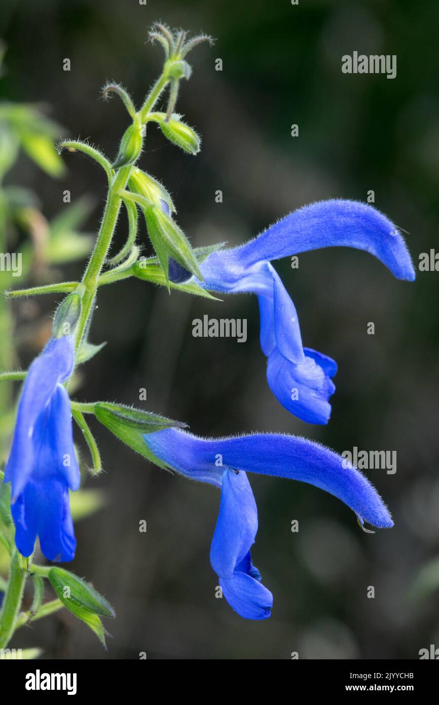 Salvia Sage, Salvia patens 'Angelo Azzurro', Salvia Fiore Sage Ritratto Salvia Angelo Azzurro Foto Stock