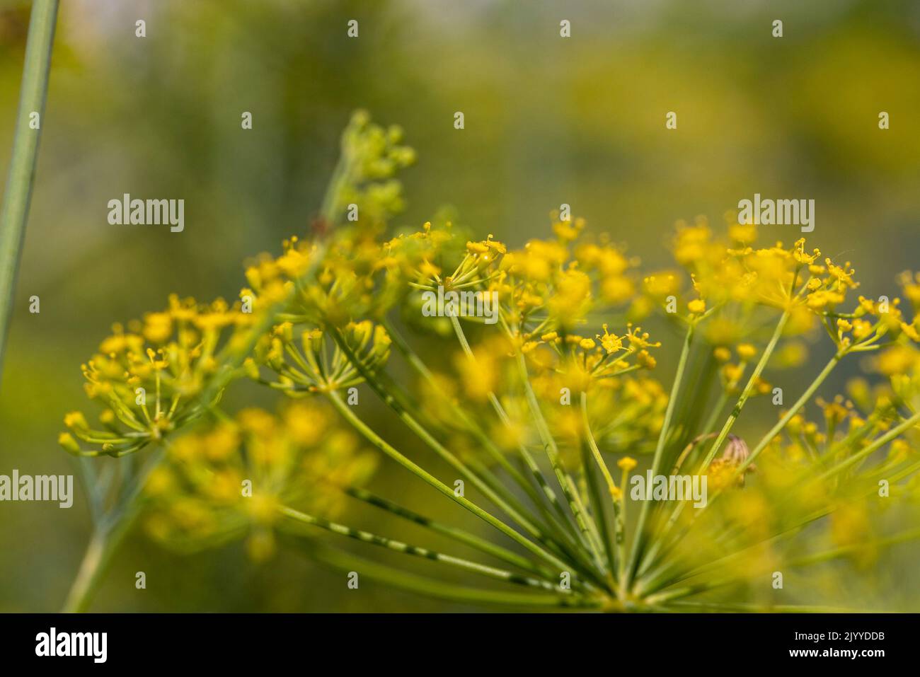 Aneto verde nel vento alla fine dell'estate, l'aneto verde è usato come una spezia Foto Stock