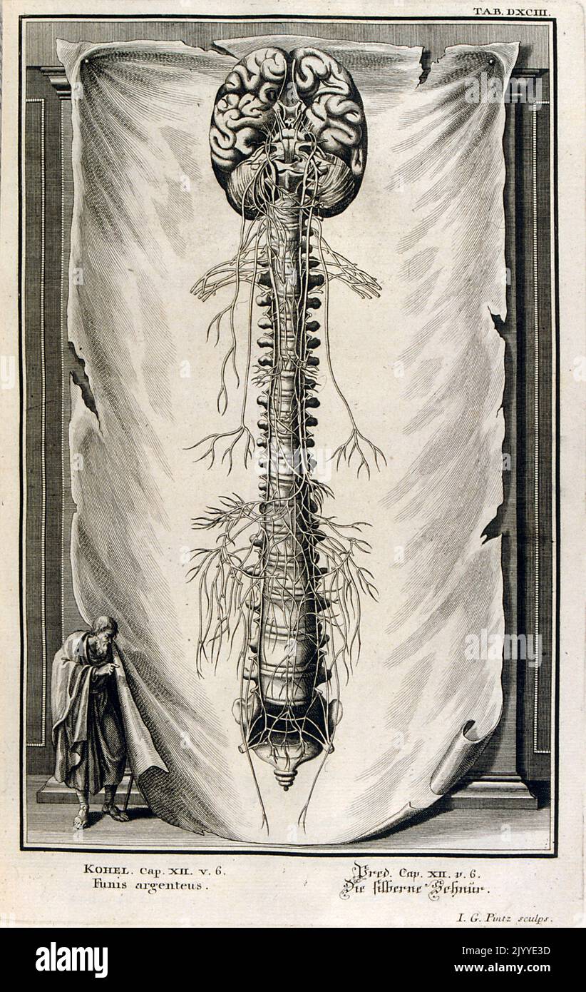 Incisione raffigurante il cuore e la colonna vertebrale. L'illustrazione è impostata all'interno di una cornice ornata. Foto Stock