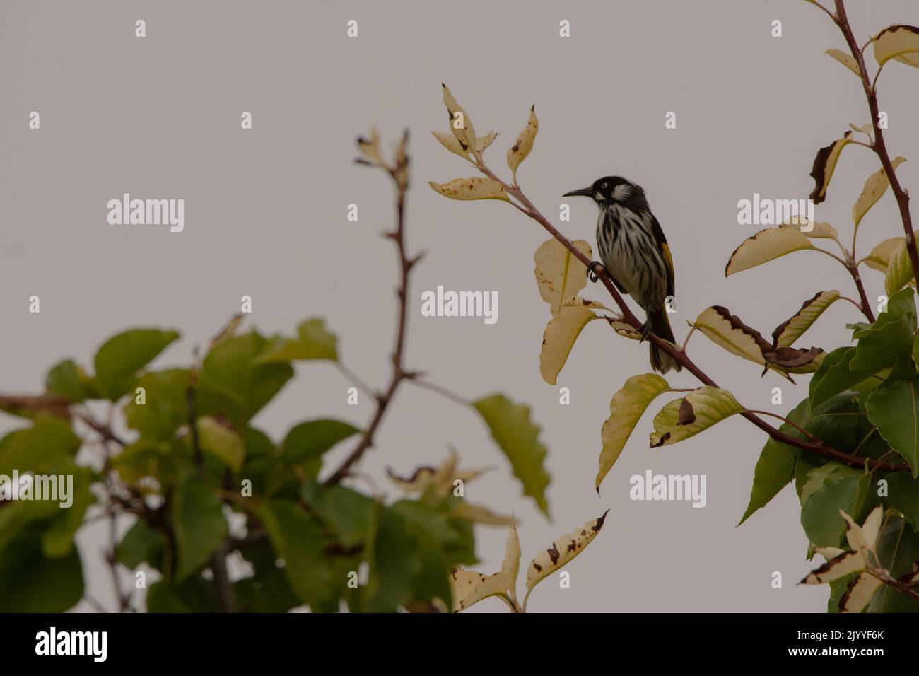 Mangiatore di miele New holland Foto Stock