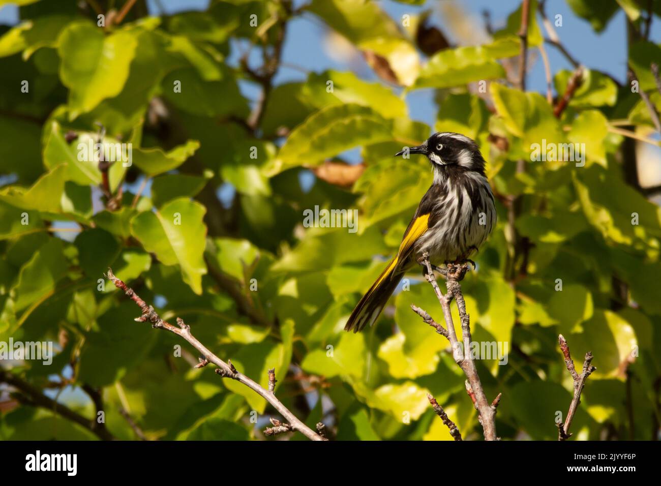 Mangiatore di miele New holland Foto Stock