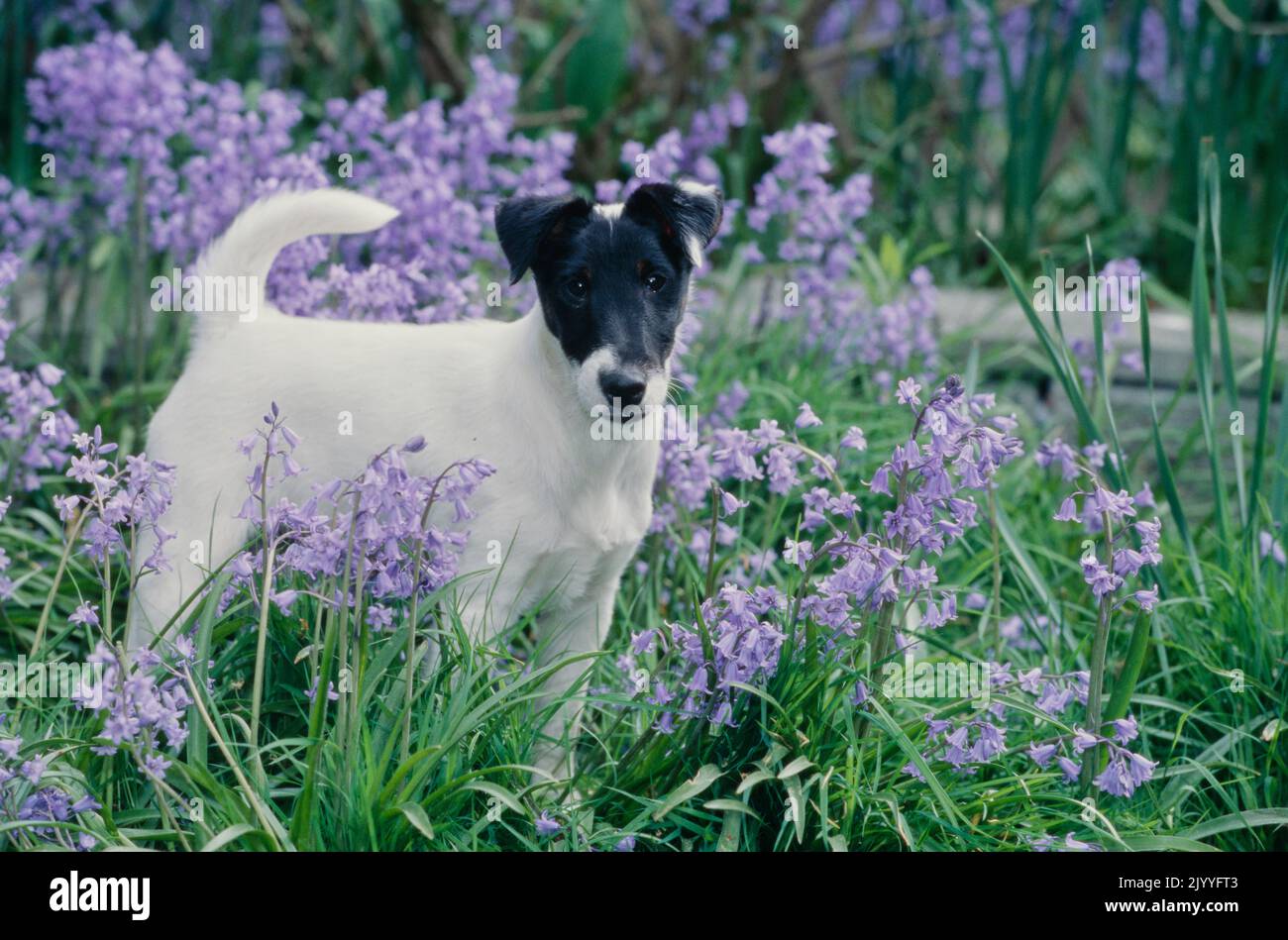 Cappotto liscio Fox Terrier in fiore cespuglio Foto Stock