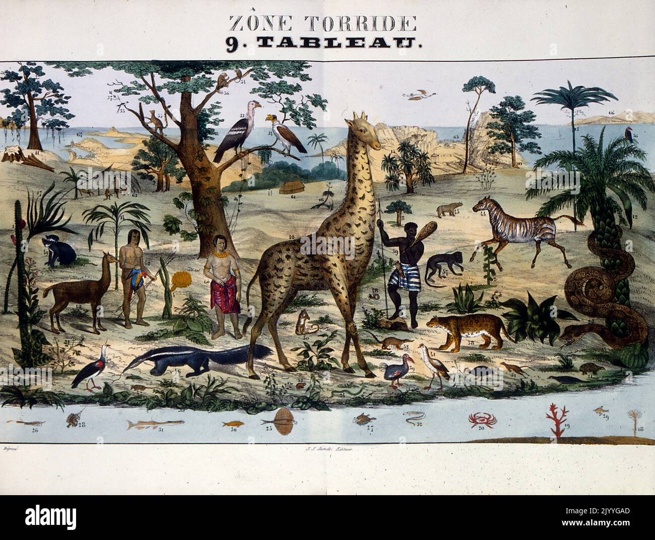 Illustrazione colorata intitolata 'zona tropicale' che raffigura animali e persone in un habitat più caldo per esempio: zebra, giraffa, formatere, pitone, granchio, Corallo, uomo orientale, uomo africano, uomo caucasico. Foto Stock