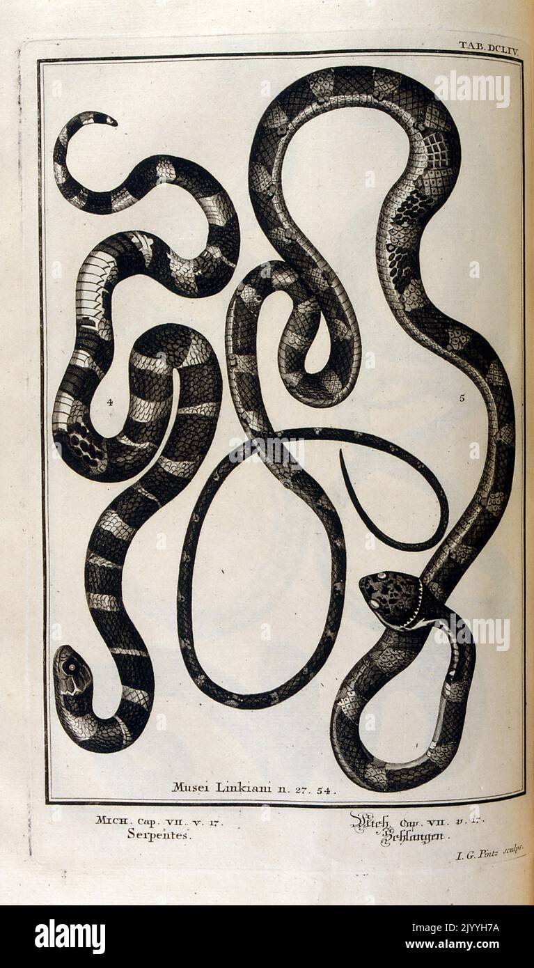 Antico maestro di incisione di serpenti; Musei Linkiani serpenti i, illustrato da G. Pintz. L'illustrazione è impostata all'interno di una cornice ornata. Foto Stock