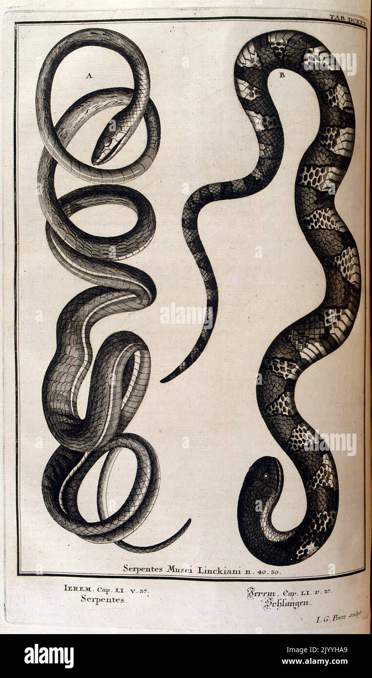 Antico maestro di incisione di serpenti; Musei Linkiani serpenti i, illustrato da G. Pintz. L'illustrazione è impostata all'interno di una cornice ornata. Foto Stock