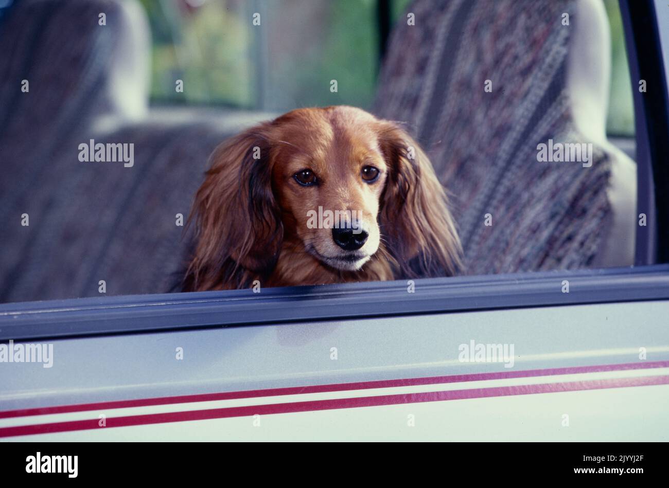 Dachshund in macchina guardando fuori dalla finestra Foto Stock