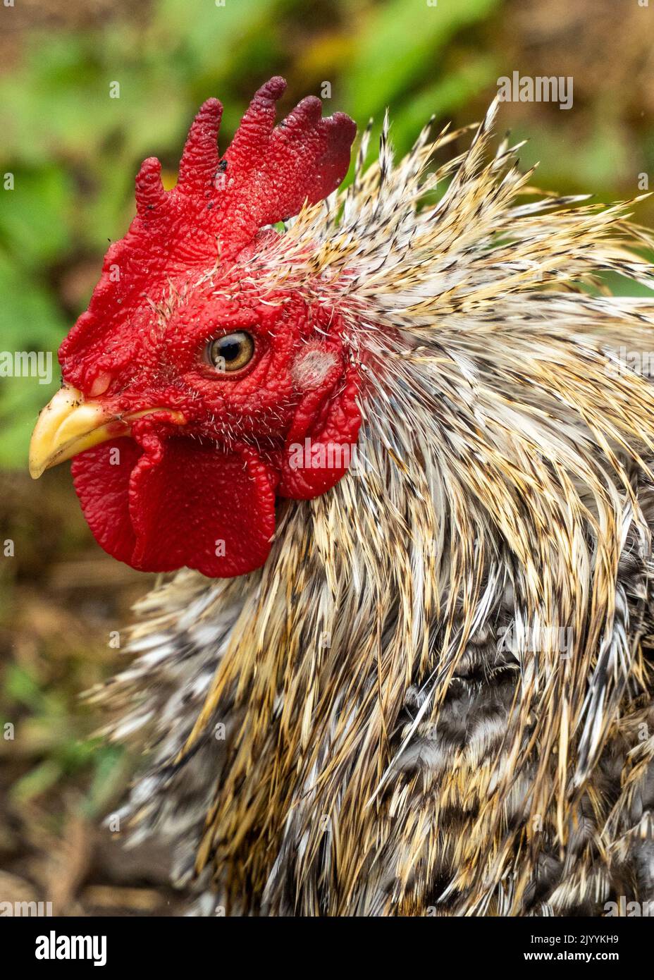 Primo piano di un gallo di bantam nel cortile Foto Stock