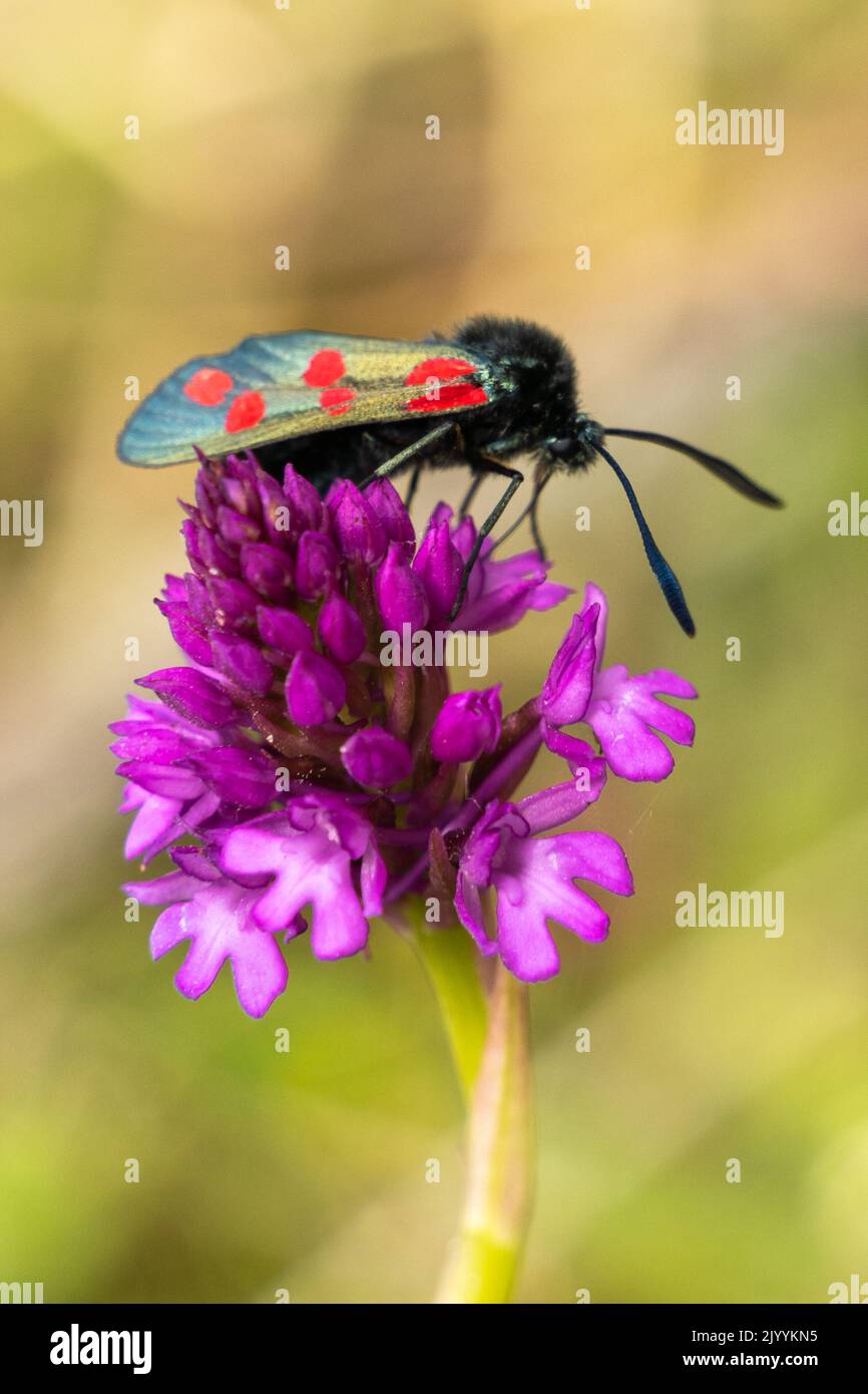 Sei macchie di mosche burnet si nutrono di fiori selvatici orchidee viola Foto Stock