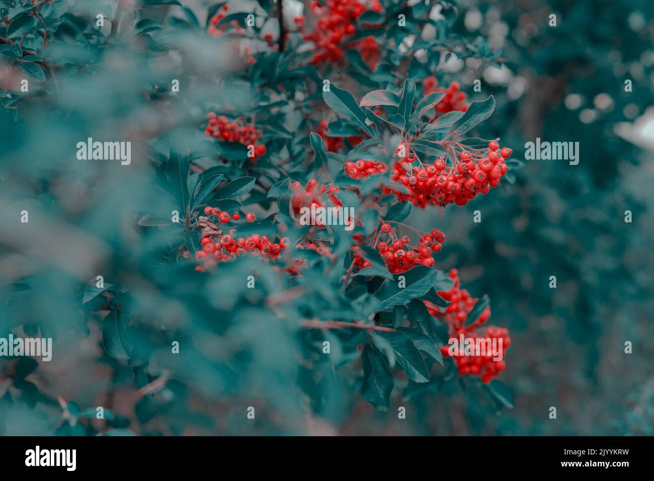 Heteromeles arbutifolia. Bella botanica autunnale con foglie verdi Foto Stock