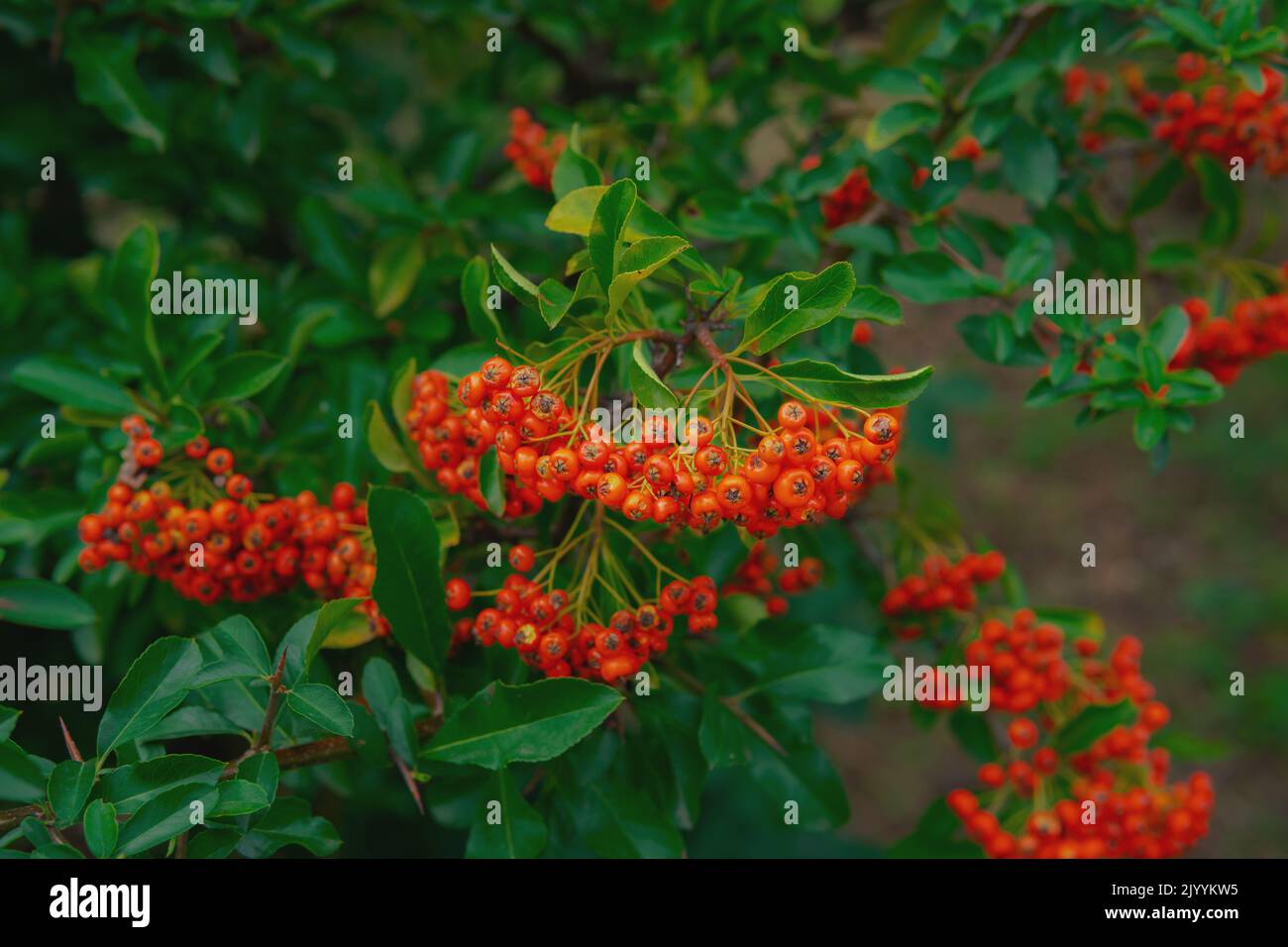 Heteromeles arbutifolia. Bella botanica autunnale con foglie verdi Foto Stock