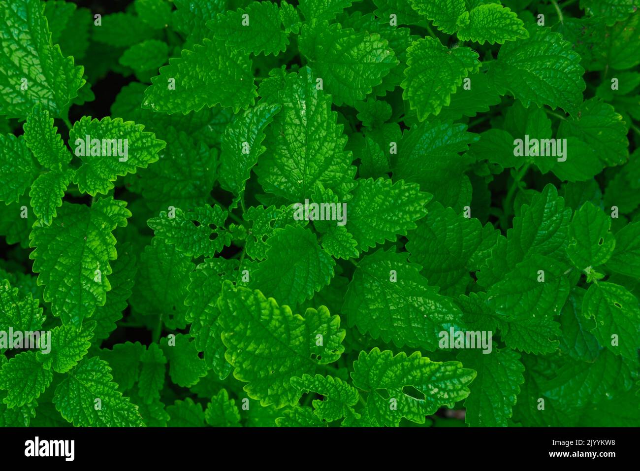 Erba di limone, verde natura erbe vegetali sfondo Foto Stock