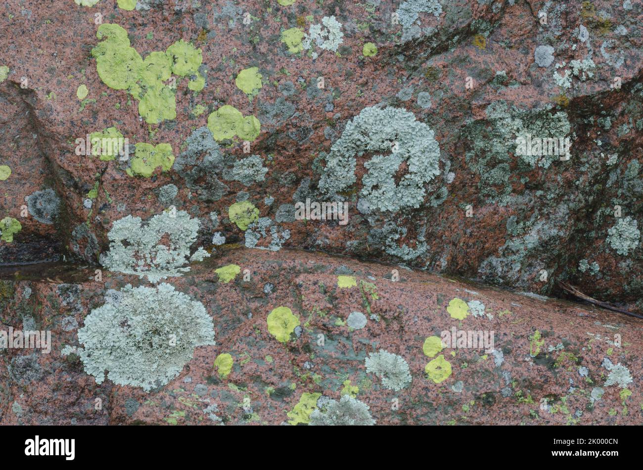 Lichen Covered Rocks, Acarospora contigua (giallo), Xanthoparmelia sp. (grigio) Foto Stock