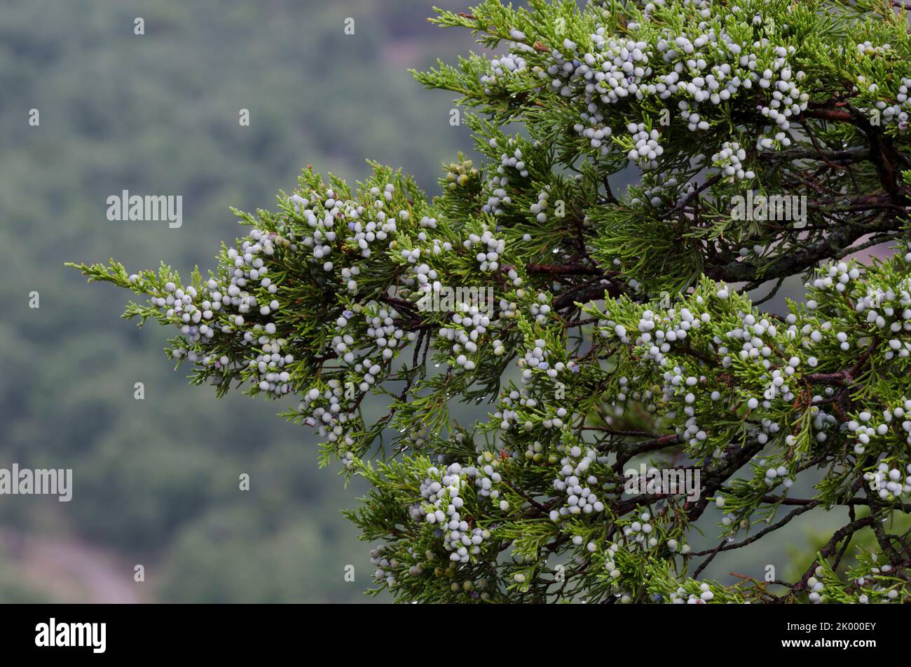Cedro Rosso Orientale, Juniperus virginiana, frutta Foto Stock