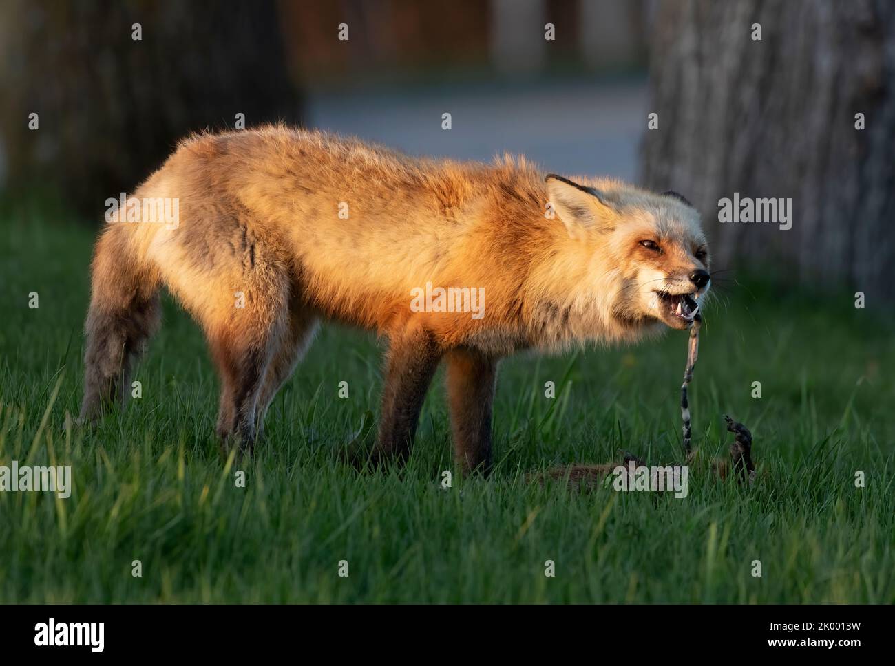Red Fox mangiare. Sulla strada per uscire dal Parco Nazionale, questa volpe rossa mangiava un riccio. Eventhoug che ero a soli 30 metri da questa incredibile selvaggina Foto Stock