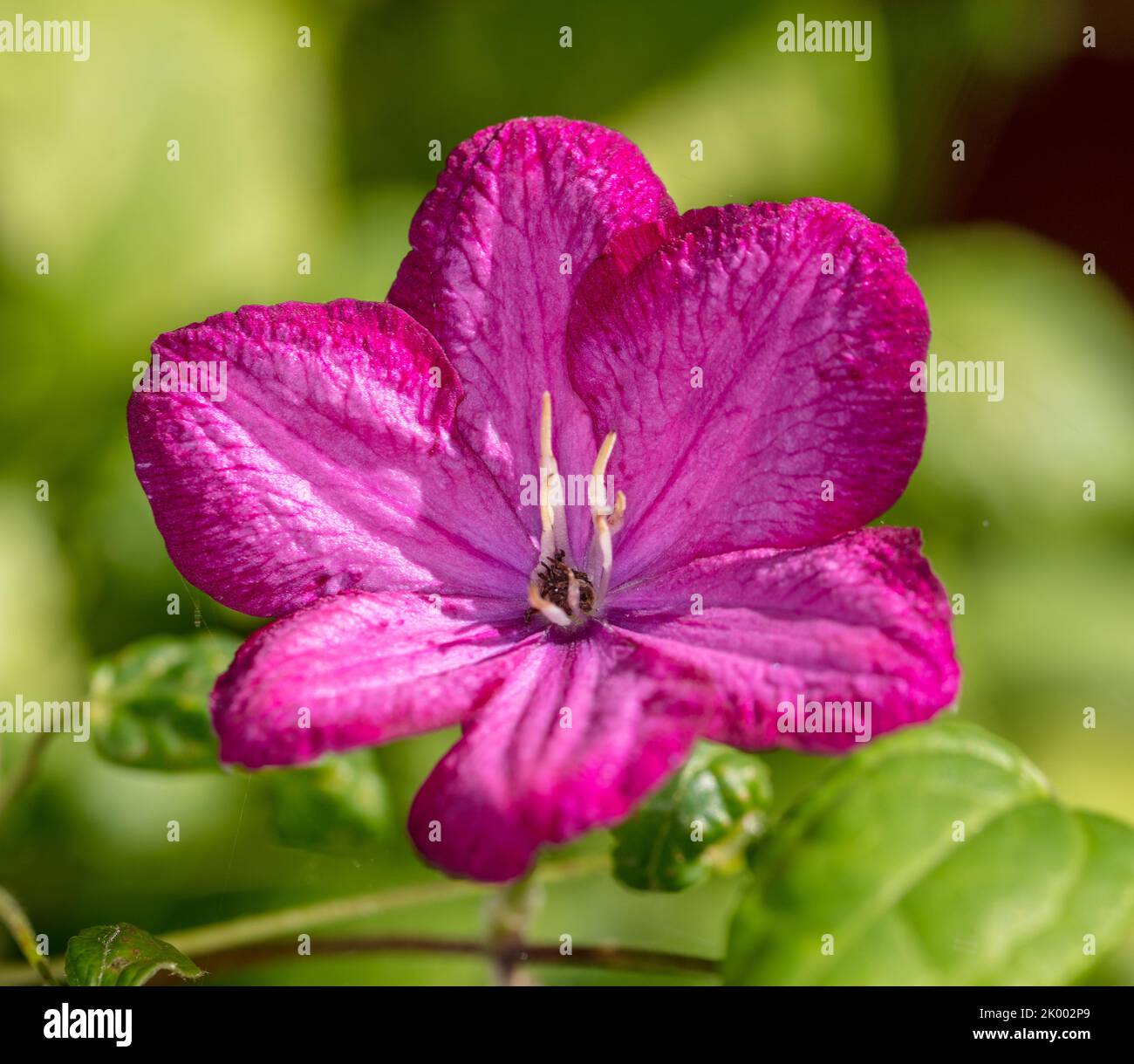 'Ville de Lyon' Late gruppo a fiore grande, klematis (Clematis ibrido) Foto Stock