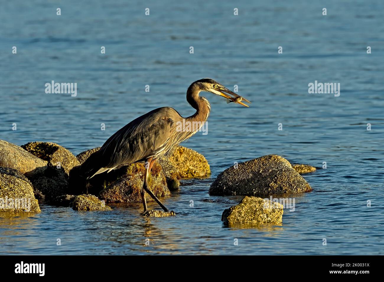 Un grande airone blu (Ardea herodias) con un pesce pescato sulla riva dell'isola di Vancouver nella British Columbia Canada. Foto Stock