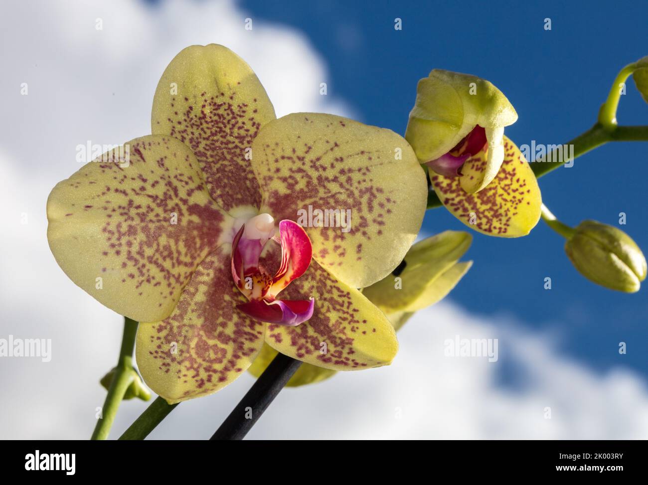 Orchidea della falce, Brudorkidé (Phalaenopsis amabilis) Foto Stock