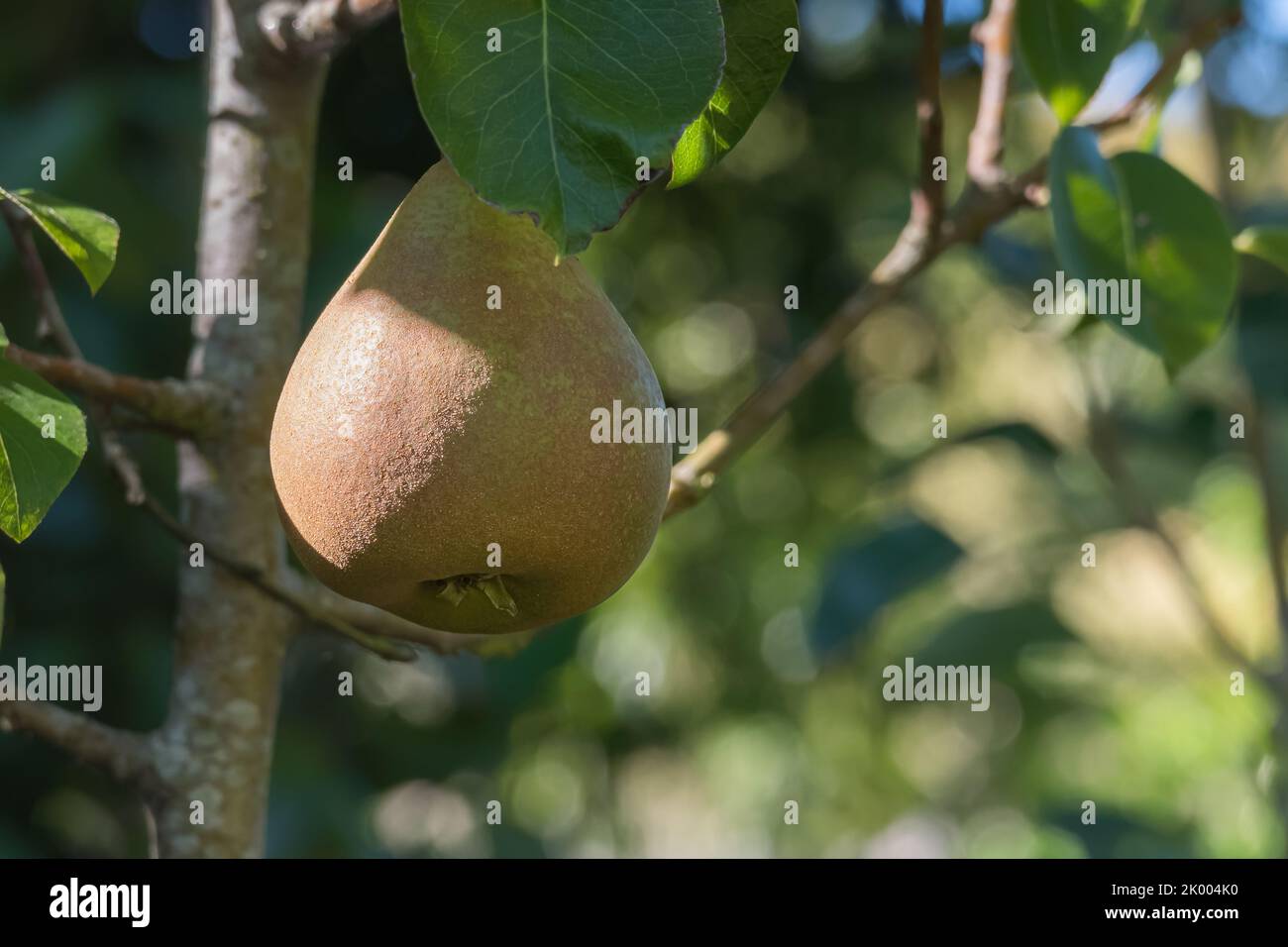 vista di una pera sull'albero con il sole Foto Stock