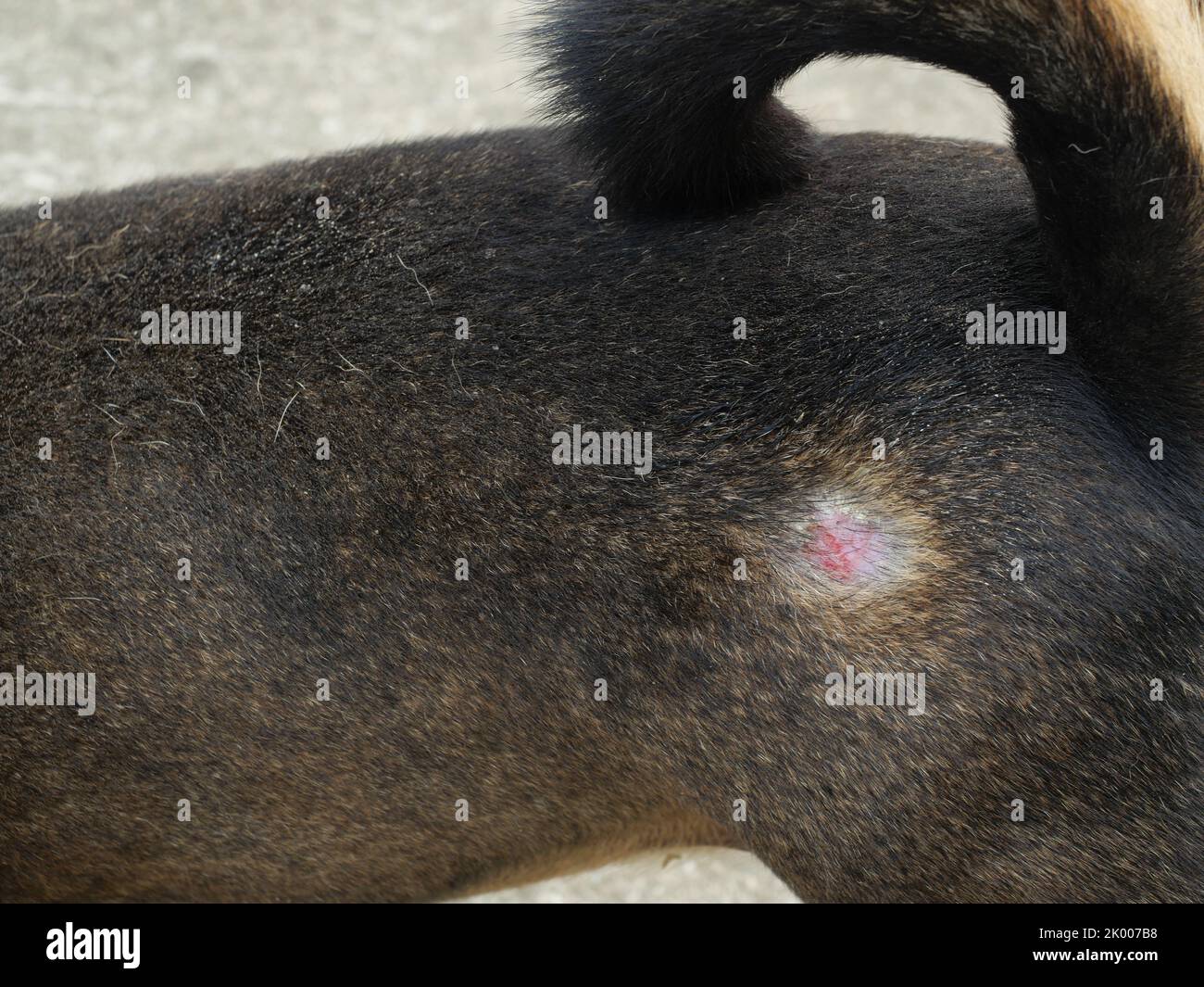 Ferita sull'anca di un cane nero e marrone, lesione di acari di scrigabbia o mange canina in animale domestico a pelle Foto Stock