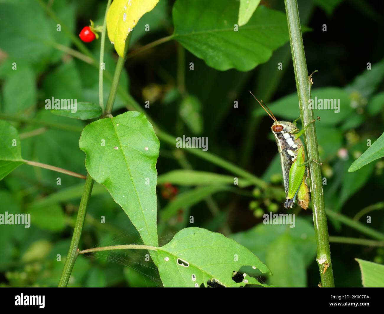Grasshopper su foglia di albero con fondo verde naturale, nero e verde modello di insetti parassiti in aree tropicali Foto Stock