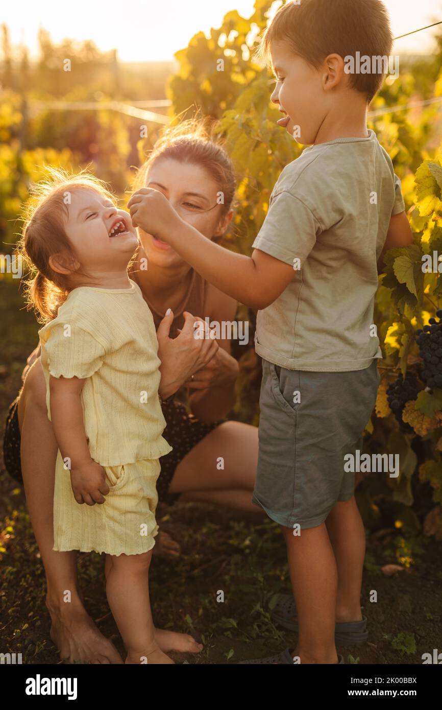 Felice famiglia a piedi in vigna, divertendosi a mangiare l'uva all'aperto durante la vendemmia nei vigneti. Azienda agricola dell'uva. Piccola impresa familiare. Felice sorridendo Foto Stock