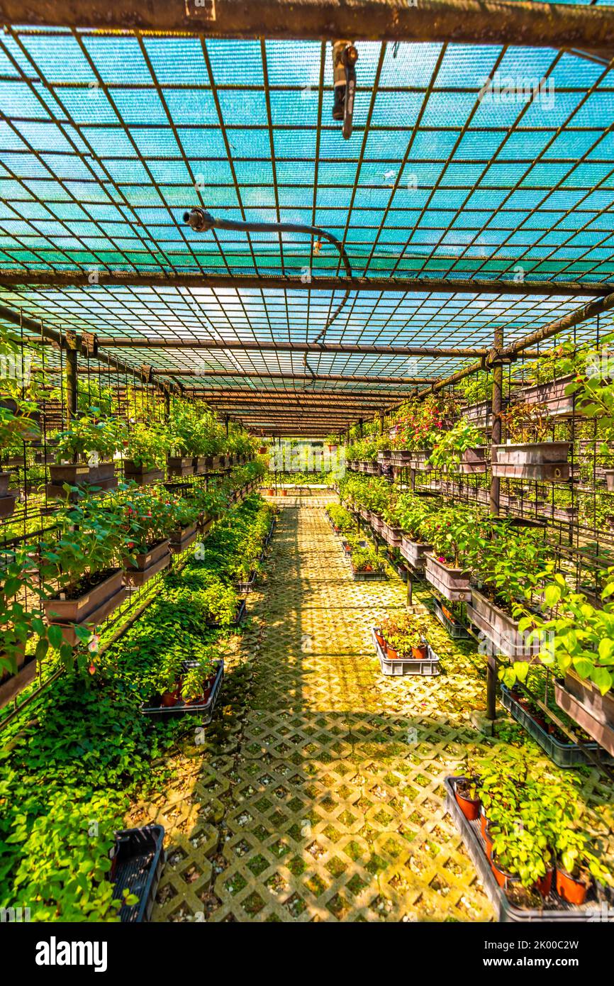 Interno della serra con piante in crescita. Foto Stock