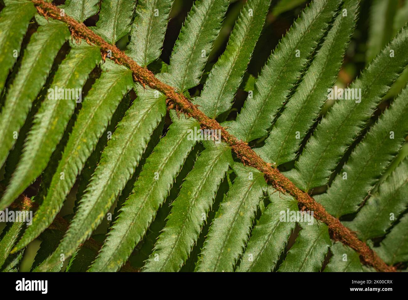 Bella foglia di felce struttura in natura. Felci naturali sfondo sfocato. Fern lascia le piante nella foresta. Concetto di natura di sfondo. Bella inferna di semenza Foto Stock