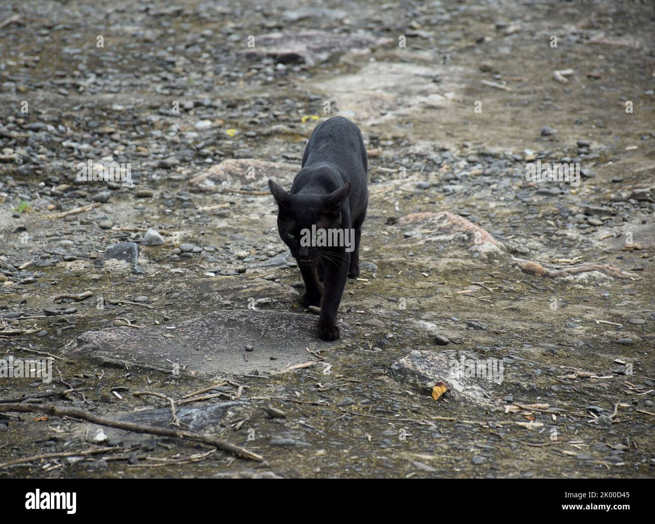 Un gatto nero che si aggirano per le strade Foto Stock