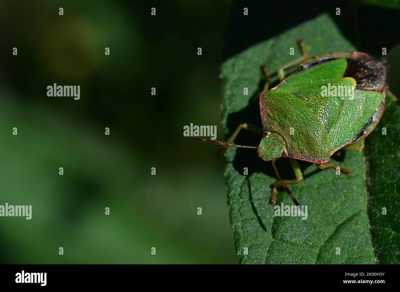 Cattura macro bug scudo verde Foto Stock