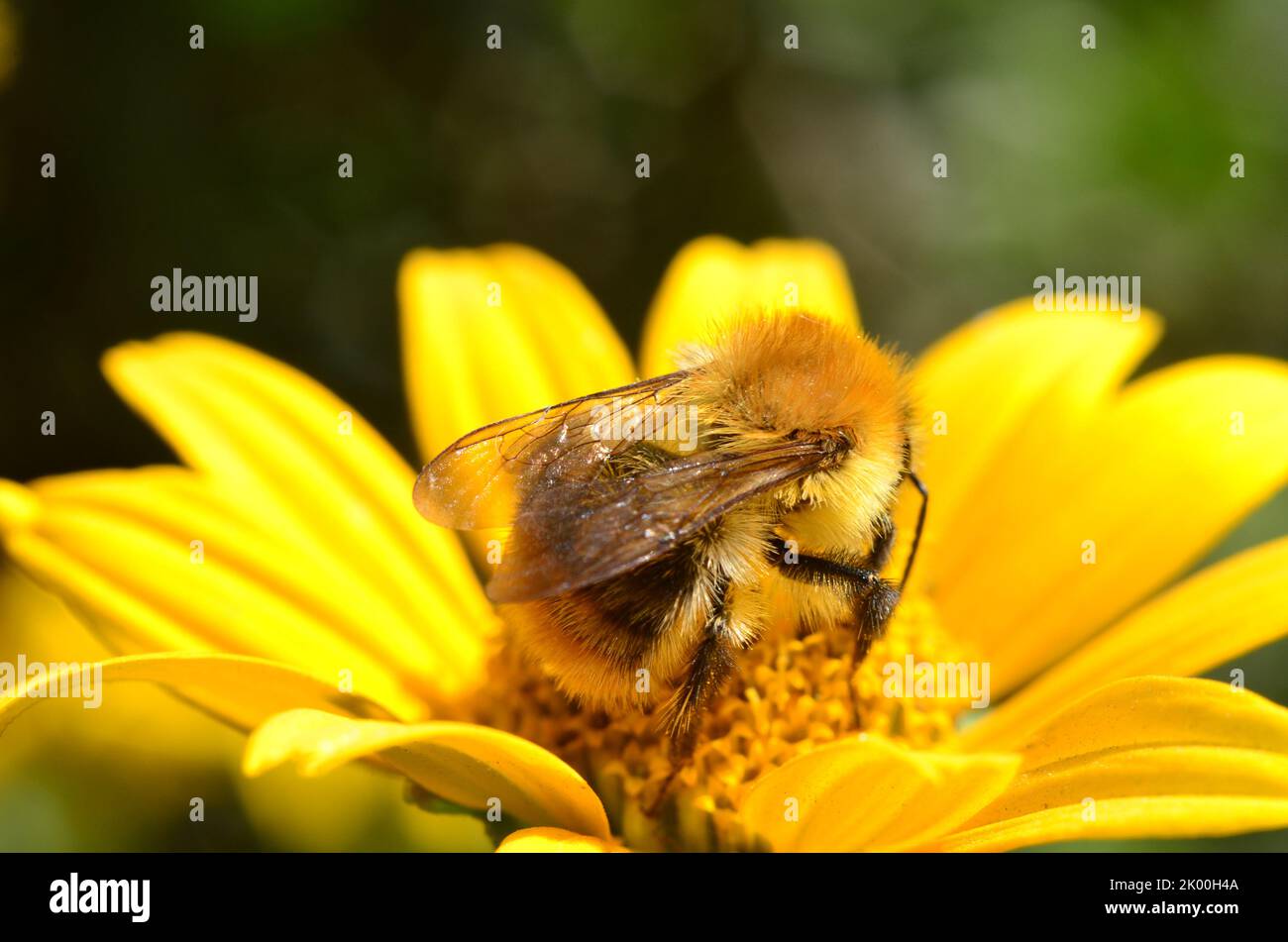 Carda comune bee Foto Stock