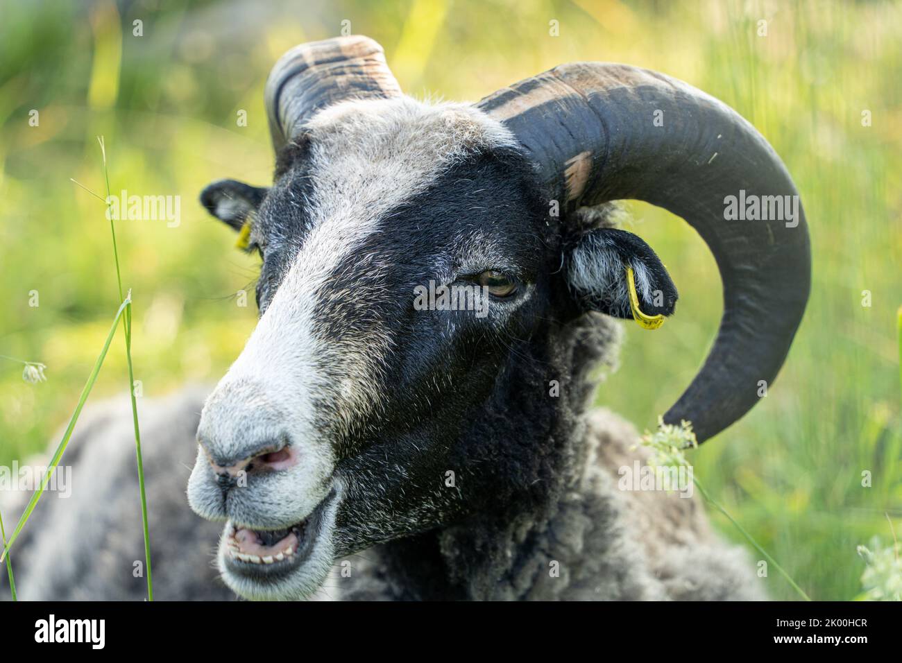 Immagine di capra divertente. Testa di capra nera dall'aspetto sciocco, primo piano ritratto con profondità di campo poco profonda Foto Stock