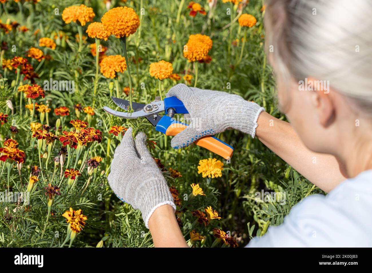 la donna taglia il gambo di un fiore nel giardino, mentre la potatrice taglia il gambo Foto Stock