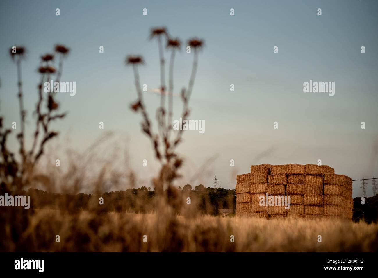 Scenario rurale con balle di paglia al tramonto Foto Stock