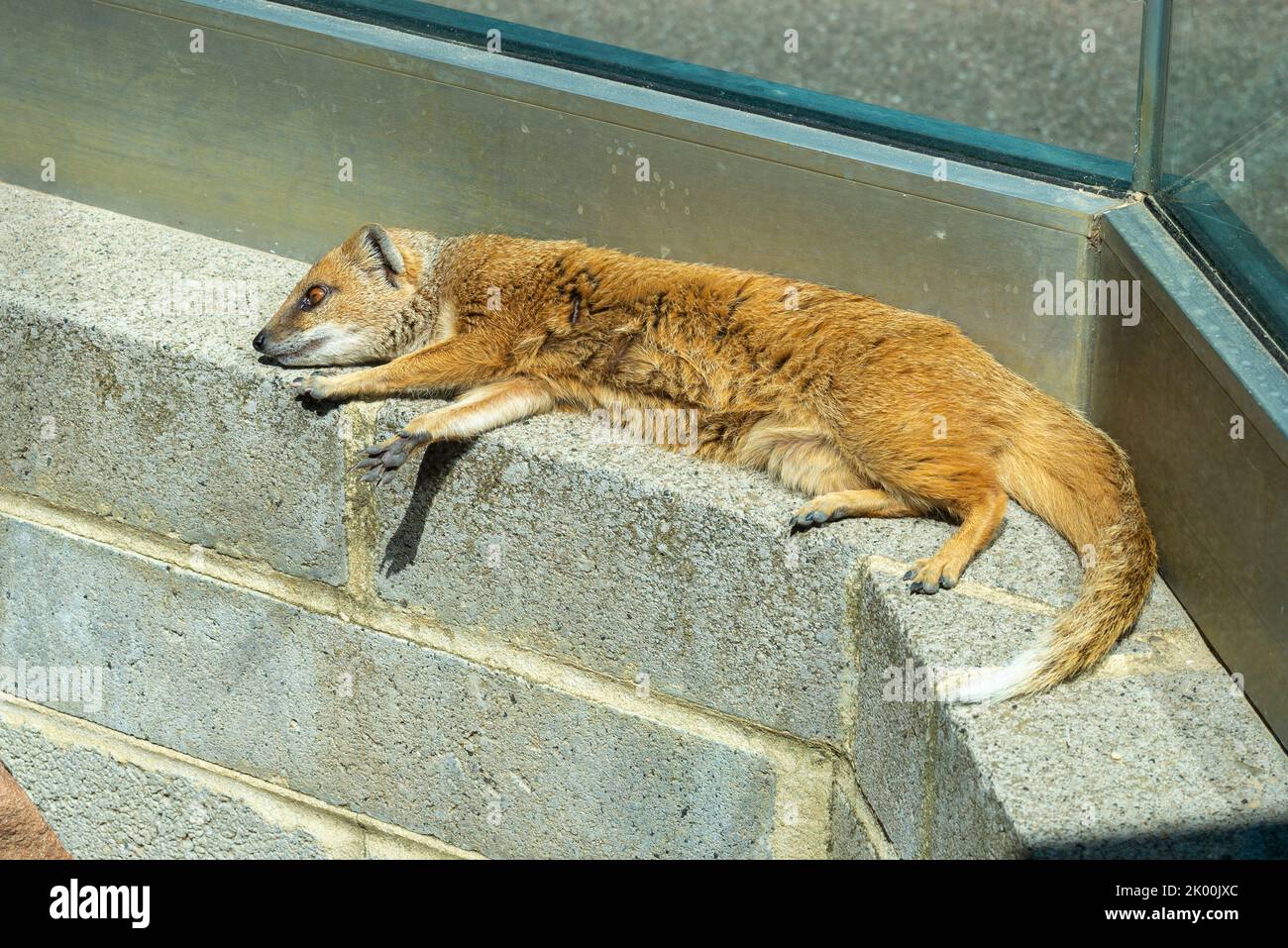 Mongoose gialla (Cynictis penicillata) presso l'attrazione turistica Sealife Adventure Zooquarium a Southend on Sea, Essex, Regno Unito Foto Stock